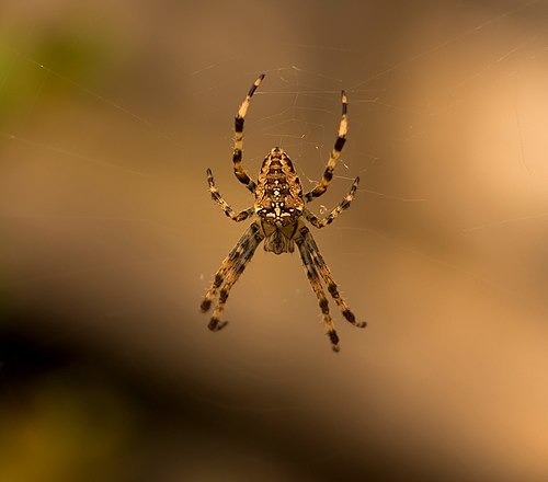 An orb weave spider awaits its prey.