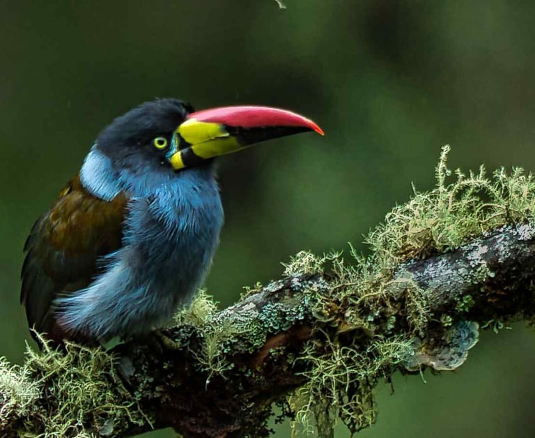 The bird in the image is a Gray-breasted Mountain-Toucan