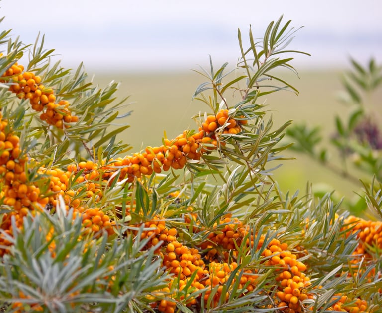 Sea Buckthorn