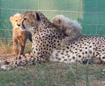 Emdoneni cat rehabilitation centre near Albizia Tented Camp in Hluhluwe