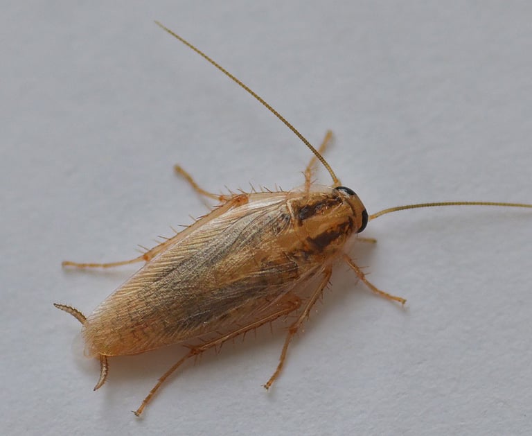 a cockleck cockle cockle cockle cockle cockle cockle