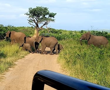 Hluhluwe-imfolozi park day outing from Albizia self catering tents in Hluhluwe