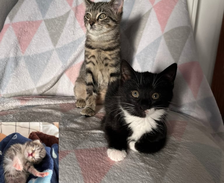 zwei junge Katzen, die auf einem Stuhl sitzen