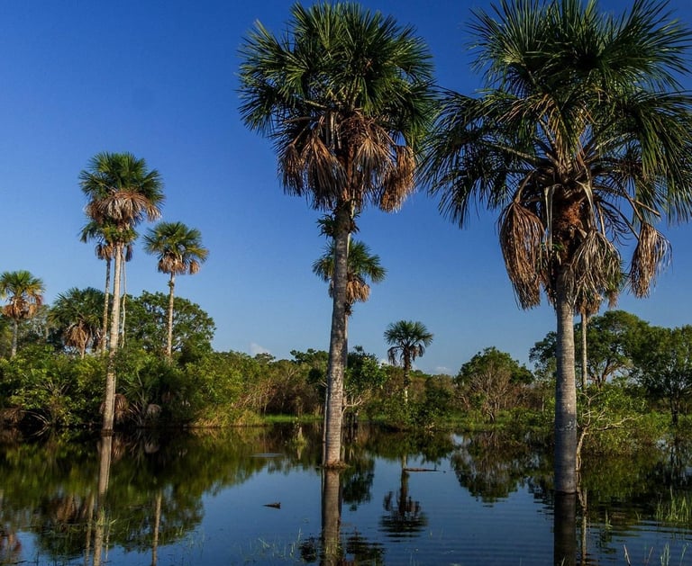 a group of palm trees in a swamp, Tera Forest