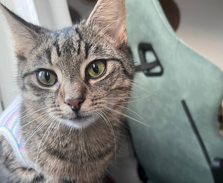 eine getigerte Katze, die in die Kamera schaut