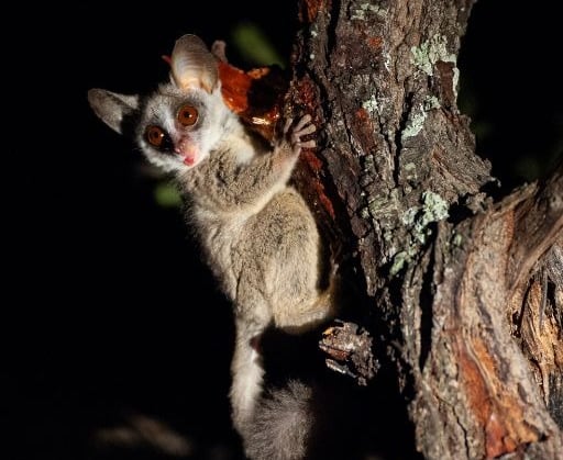 A Bushbaby at Albizia self catering tented camp near Hluhluwe