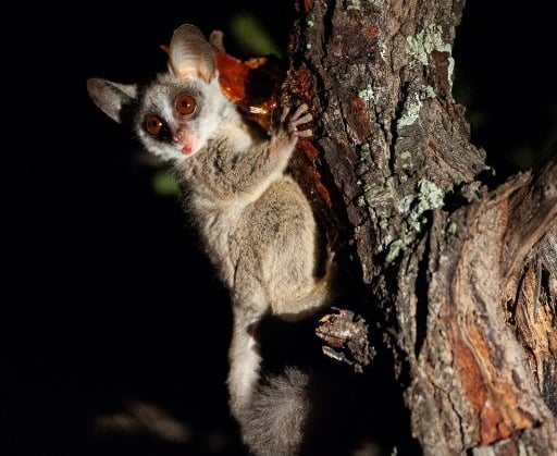 Bushbabies are common residents at Albizia tented camp in Hluhluwe