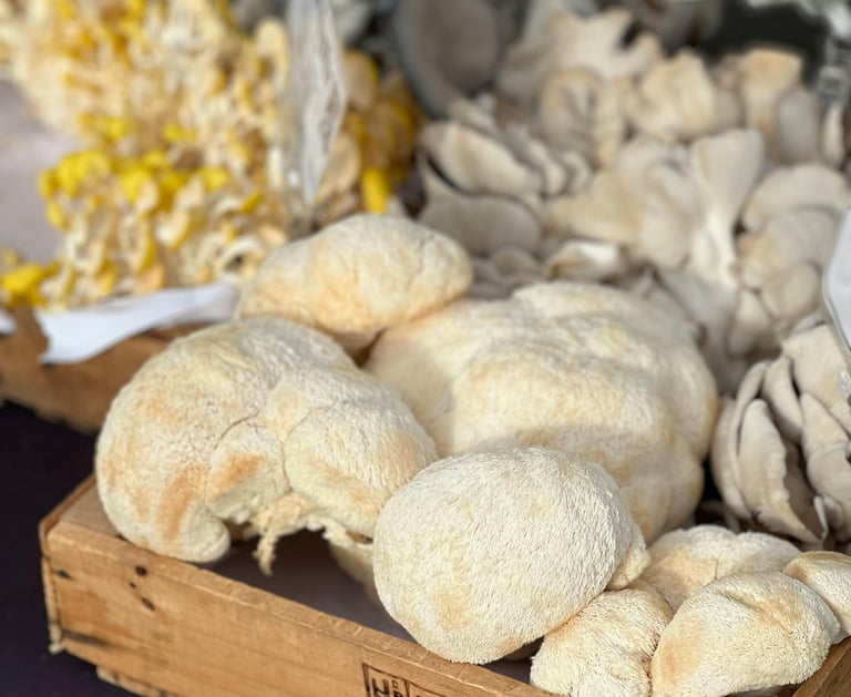 Lion’s Mane Extract