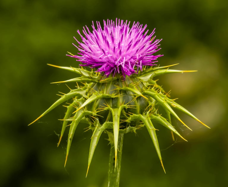 Milk Thistle Seed Oil