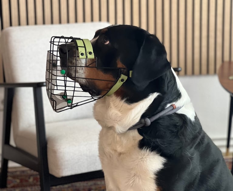 Hund mit Maulkorb und Fressschutz