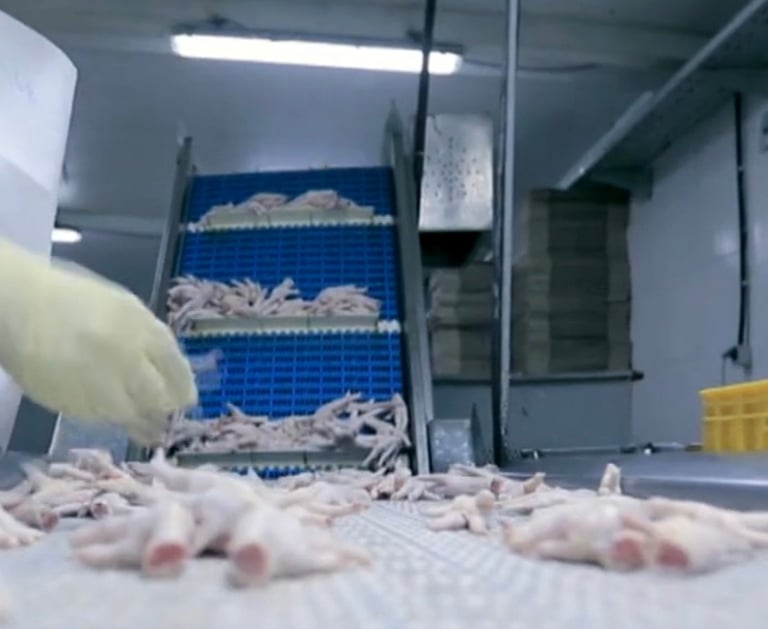 Chicken Feet Exports