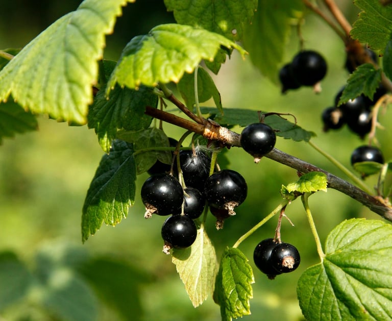 Black Currant Seed Oil