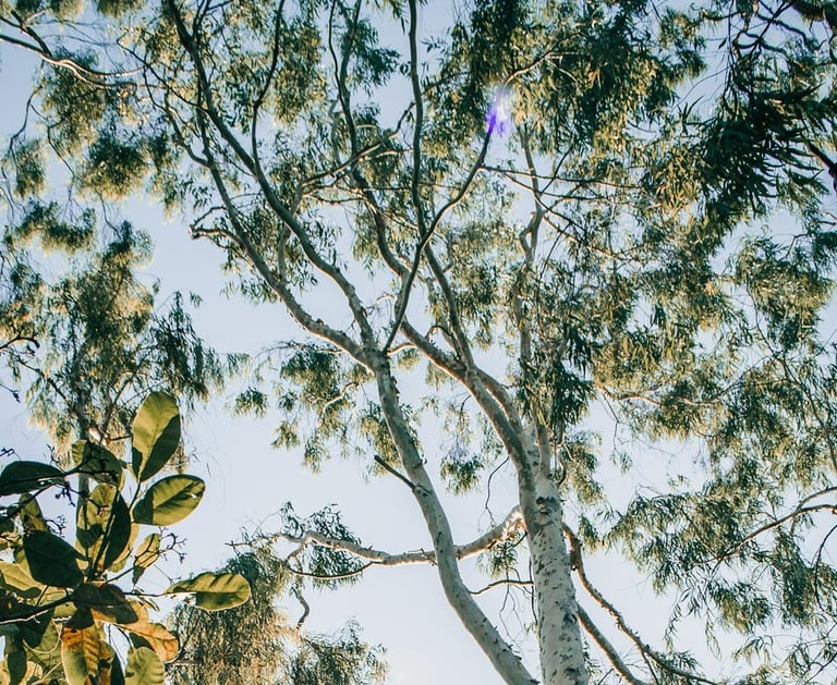 didgeridoo eucalyptus tree