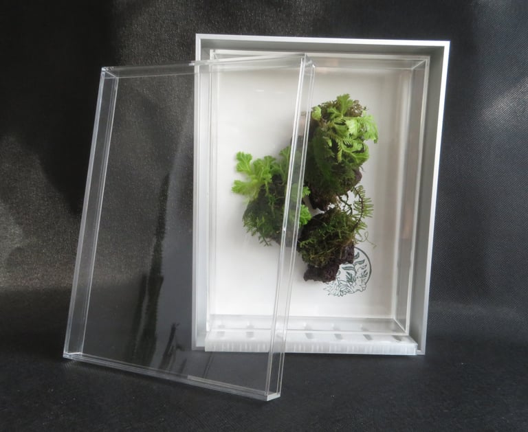 A terrarium with floating islands moss plants.