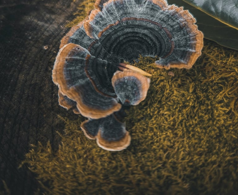 Turkey Tail Mushroom Extract