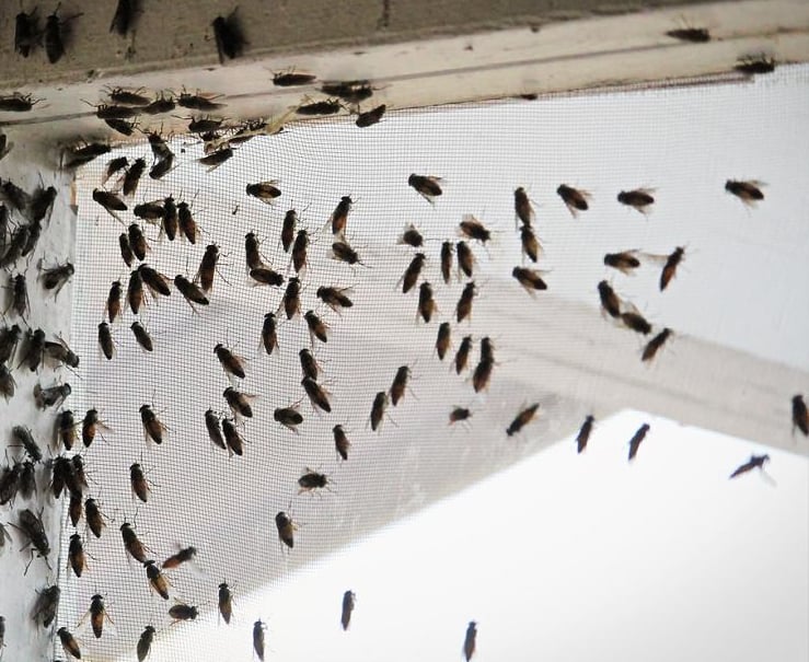 dezynsekcja much śląsk mucha zwalczanie muchy