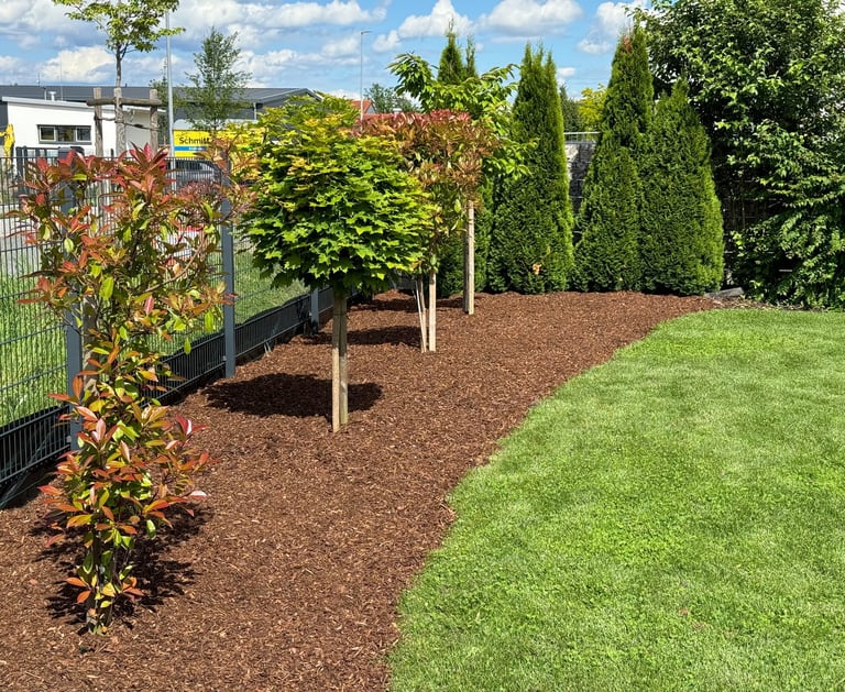 Landscaped garden bed with fresh brown mulch, young maple trees, and green lawn bordering a fence.
