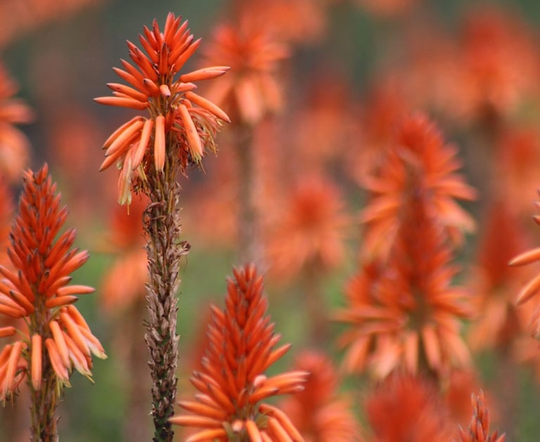 red aloe flowers in bloom