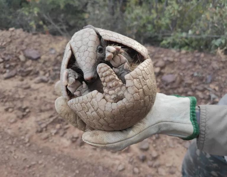 monitoramento de fauna e afugentamento 