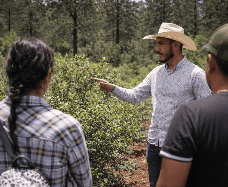 Un agricultor con sombrero de paja señala arbustos de arándanos mientras da asesorias 
