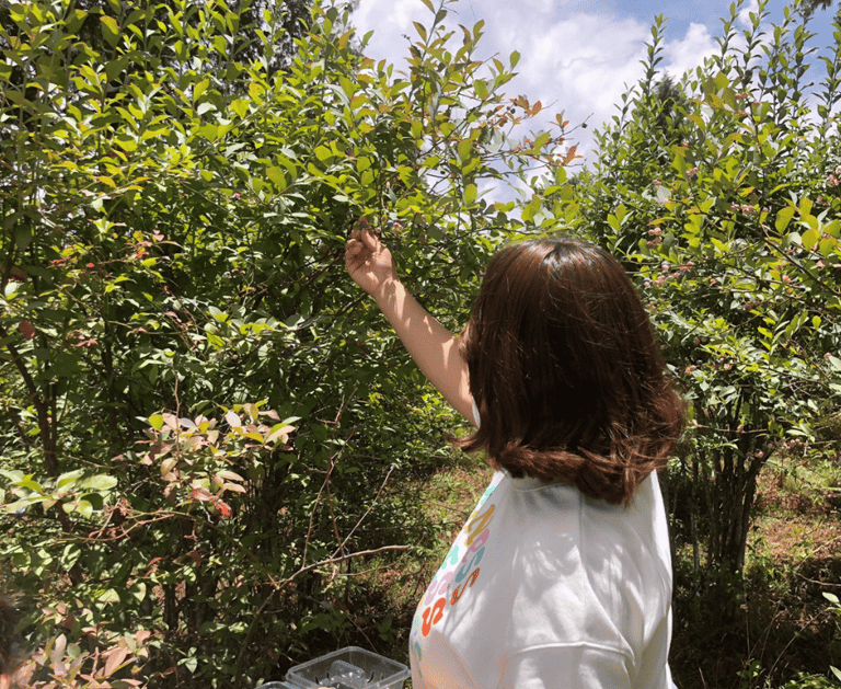 Mujer-cortando-arandano-azul