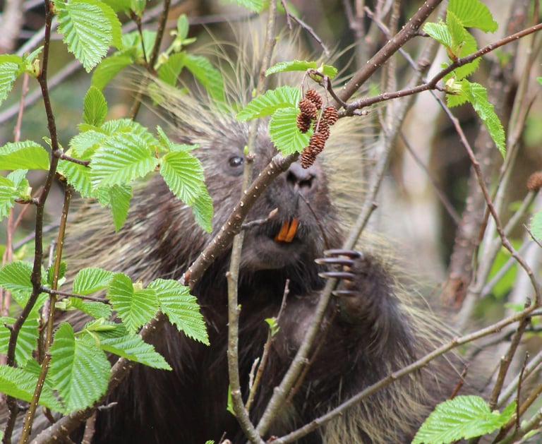 a porcupy porh porh porh porh porh porh