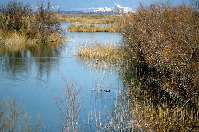 Paisatge dels Aiguamolls de l’Empordà amb vegetació i aigua.
