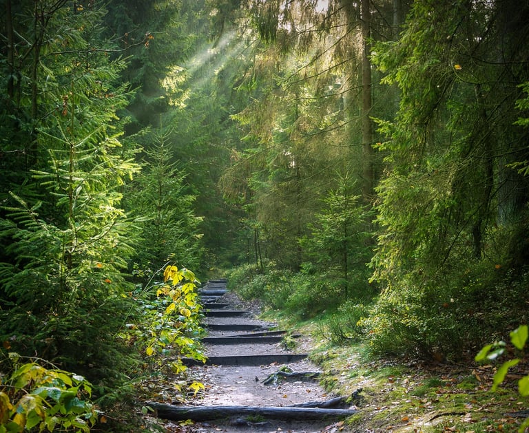 Photographie d'un chemin boisé permettant d'illustrer mon parcours.