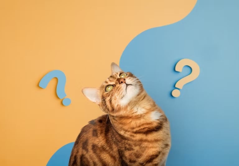 gatto che si pone delle domande su gli attivismi vegani con punti interrogativi espliciti 