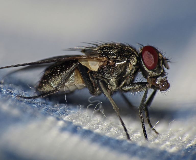 dezynsekcja much śląsk mucha zwalczanie muchy