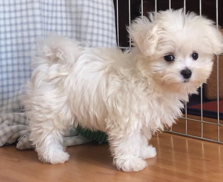 White Maltipoo Puppies for Sale