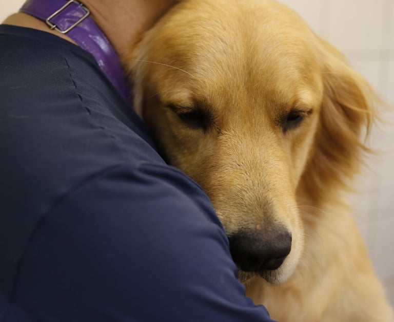 Especialização em Gonden Retriever Trimming do Golden