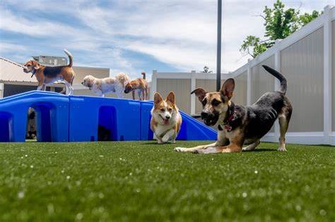Curso Monitor de Creche Canina Recreação Canina