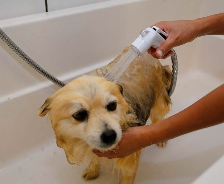 Curso de Banhista Pet