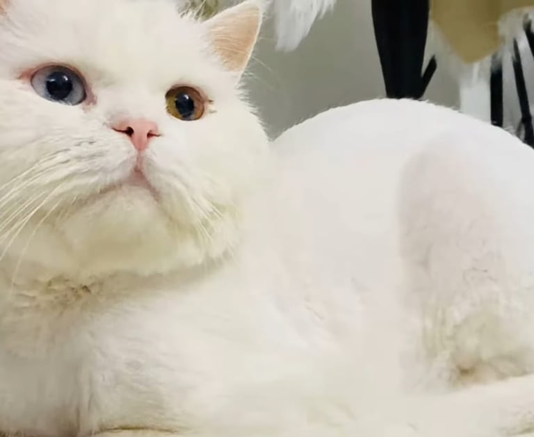 Curso de Gato