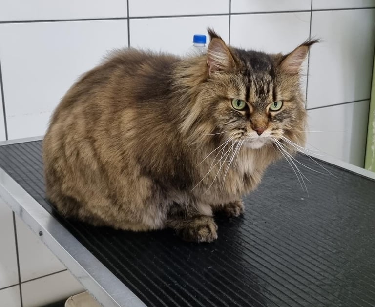 Especialização em Gatos