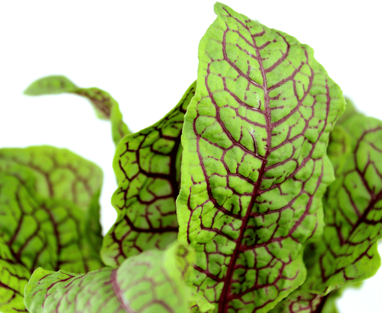 best perennial vegetables to grow sorrel