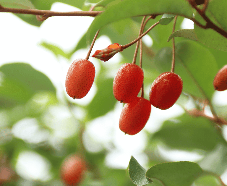 Choosing the Right Berries for Your Perennial Garden