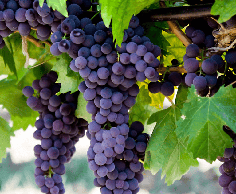 Choosing the Right Berries for Your Perennial Garden