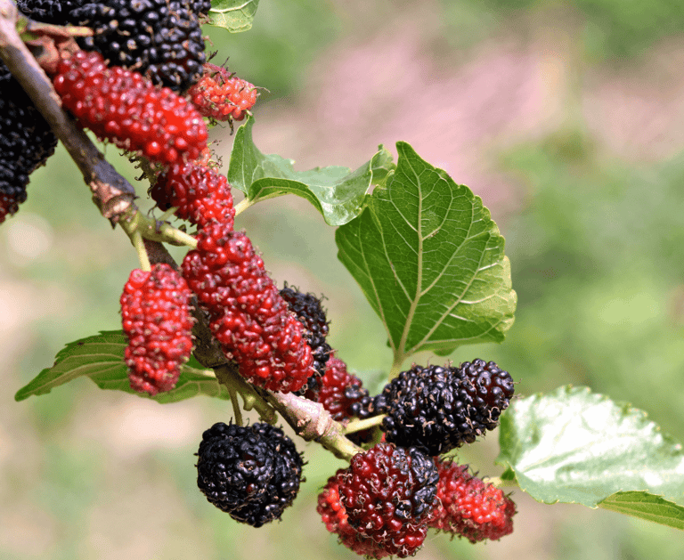 Choosing the Right Berries for Your Perennial Garden