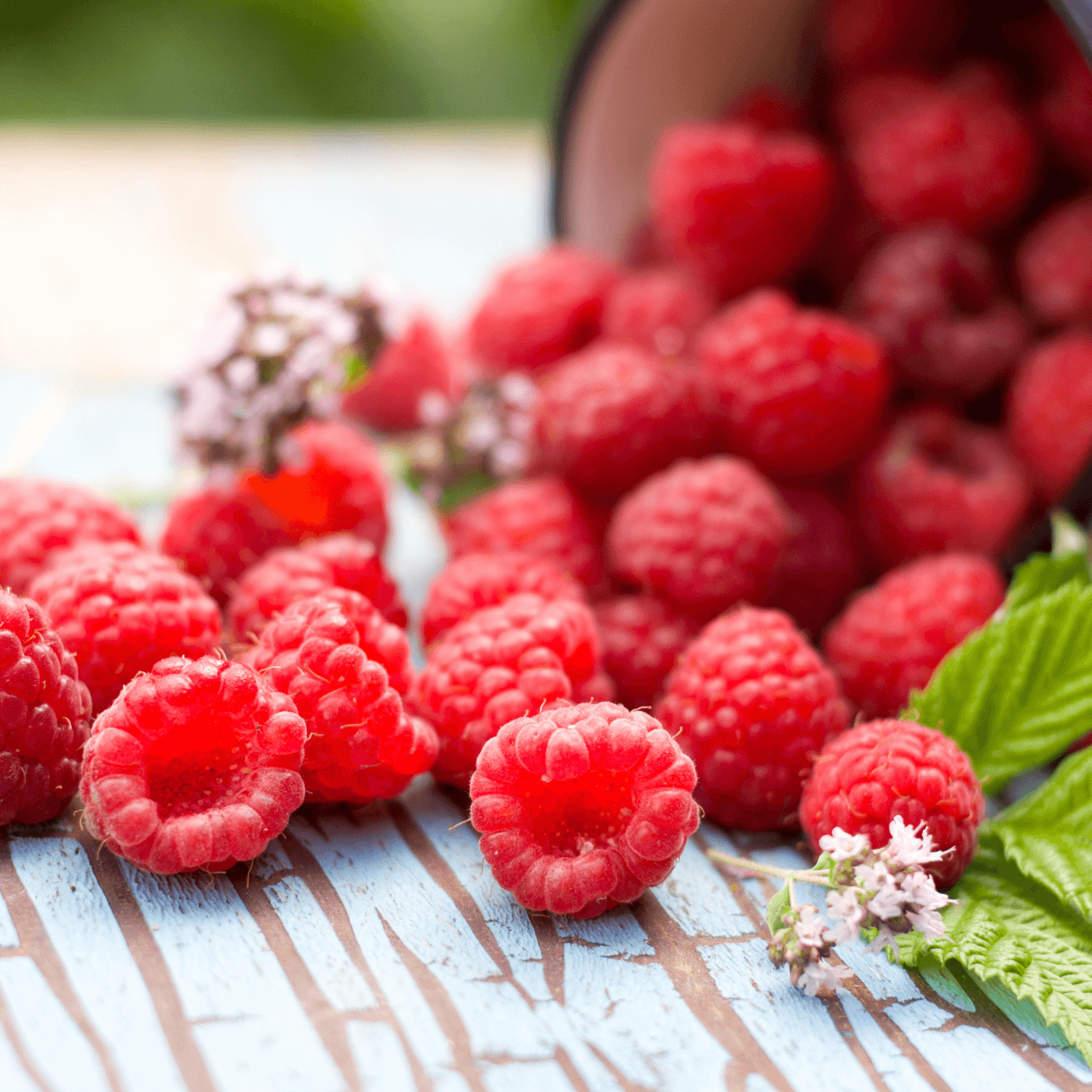 Choosing the Right Berries for Your Perennial Garden