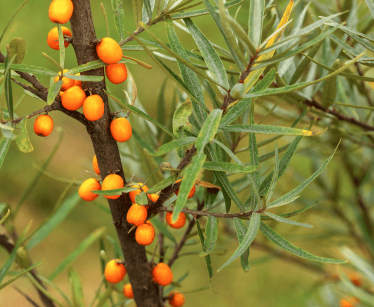 Choosing the Right Berries for Your Perennial Garden