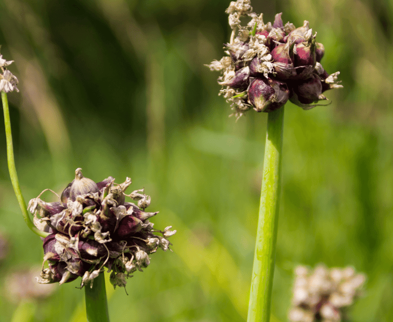 best perennial vegetables to grow ramps walking onions