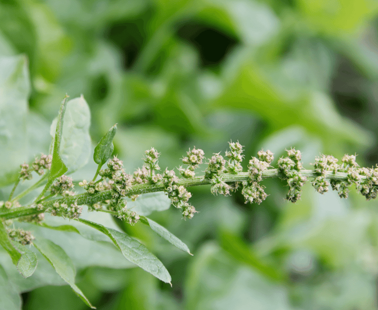 best perennial vegetables to grow good king henry