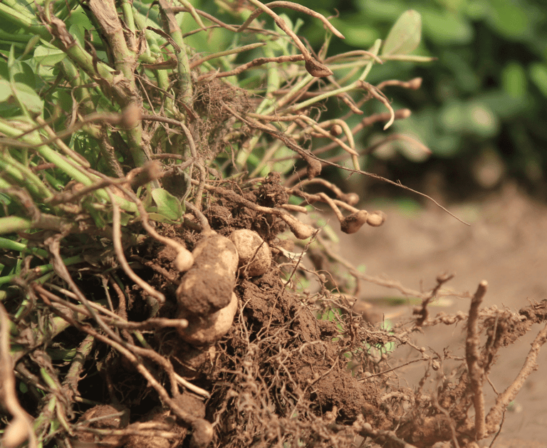 best perennial vegetables to grow groundnut