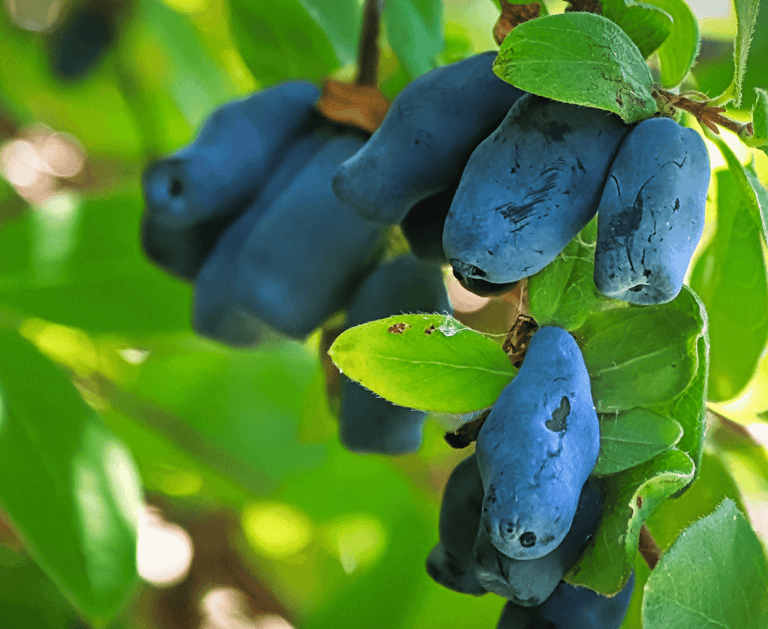 Choosing the Right Berries for Your Perennial Garden