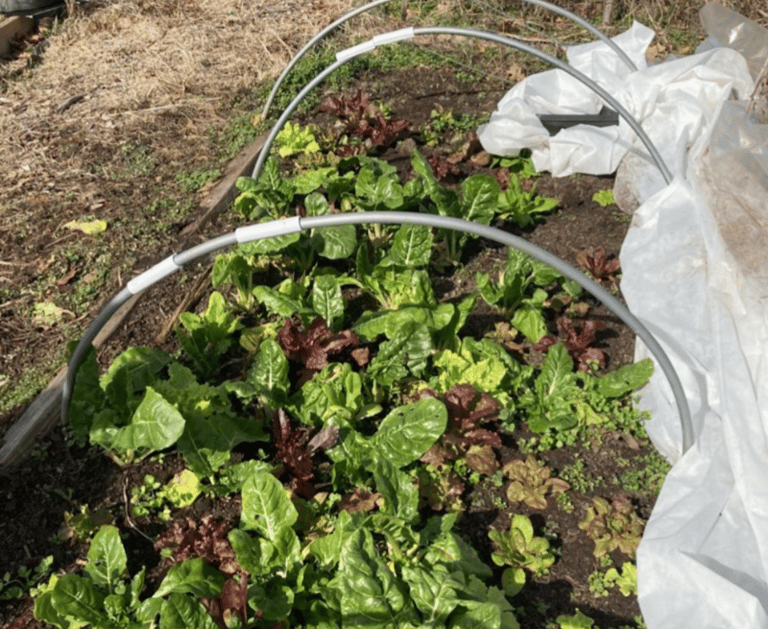 Leafy greens grown under hoops and row cover.