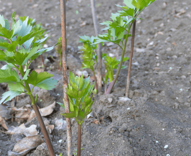 lovage