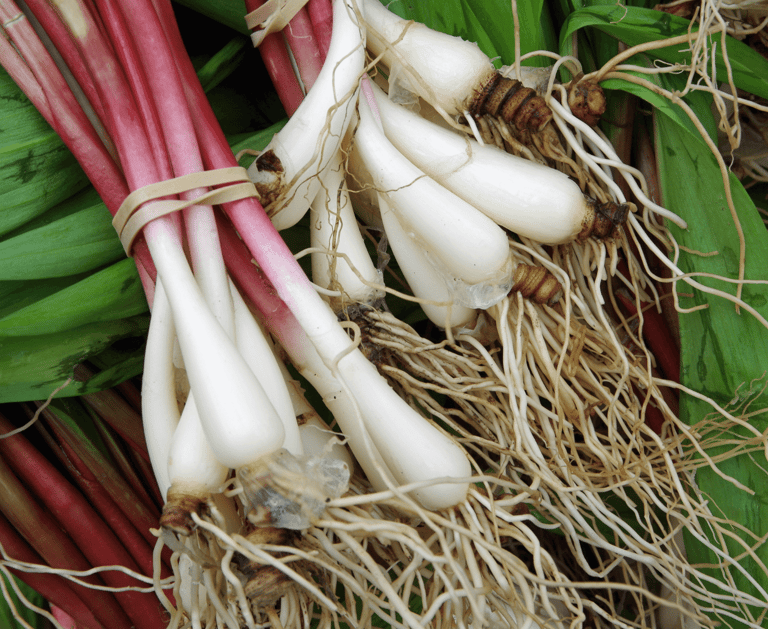 best perennial vegetables to grow ramps