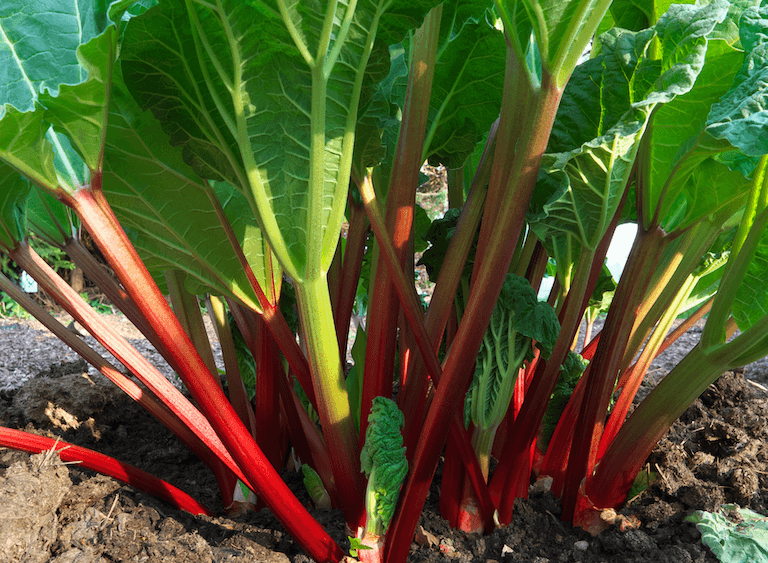 Rhubarb